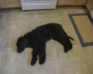 Dog on floor